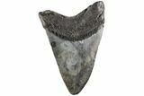 4.21" Fossil Megalodon Tooth - South Carolina - #190233-1